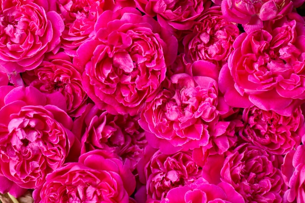 Close-up beeld van roze rozen