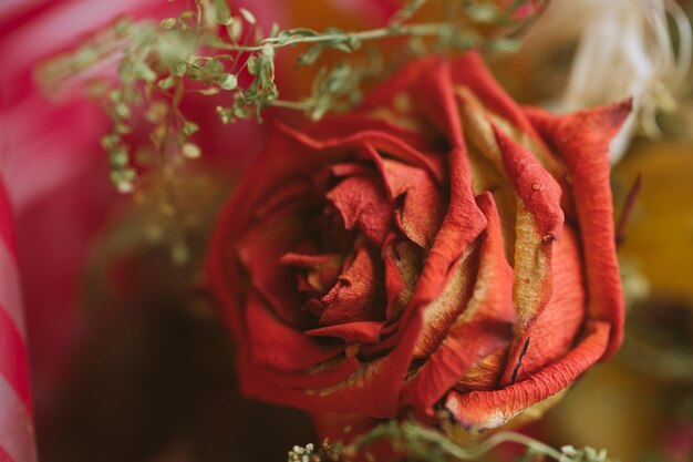 Close-up beeld van Valentijnsdag droge roos Studio shot