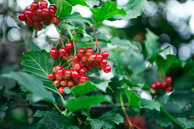 Close-up beeld van viburnum tak met bladeren en rode glanzende bessen