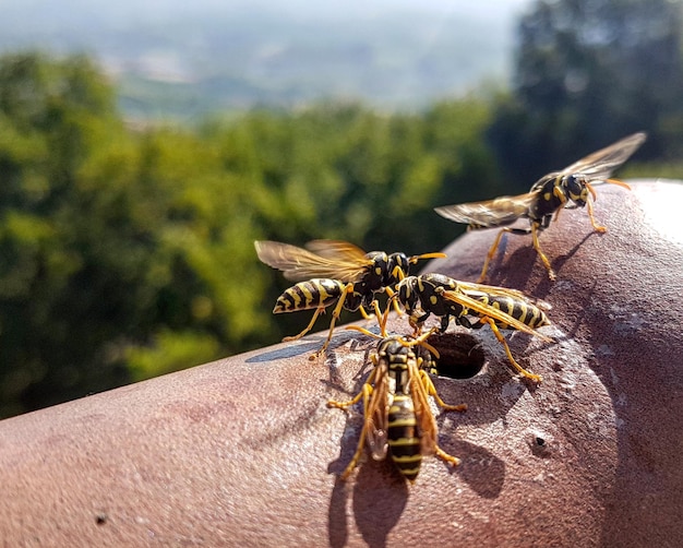 Foto prossimo piano delle api contro piante sfocate