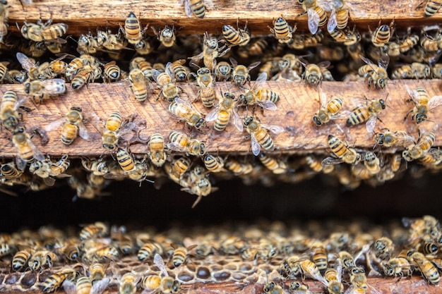 Close-up of bees on beehive