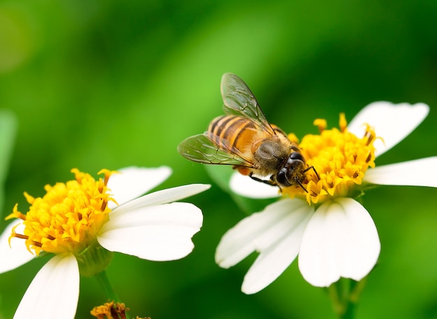 Close up  bees on  flower