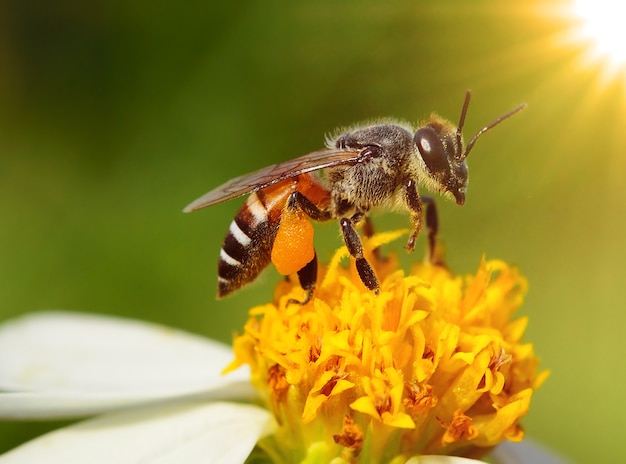 Крупным планом пчелы на цветке