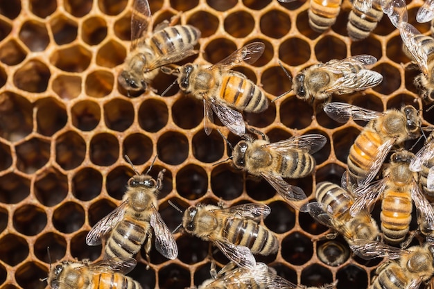 Close up bees on honeycells