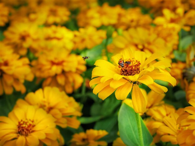 マリーゴールドの花のクローズアップの蜂