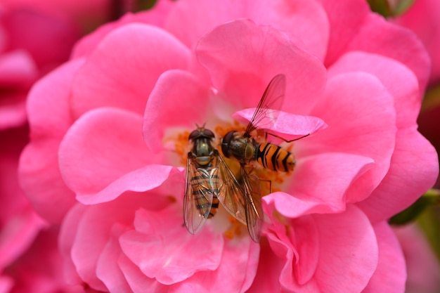 ピンクの花の蜂のクローズアップ