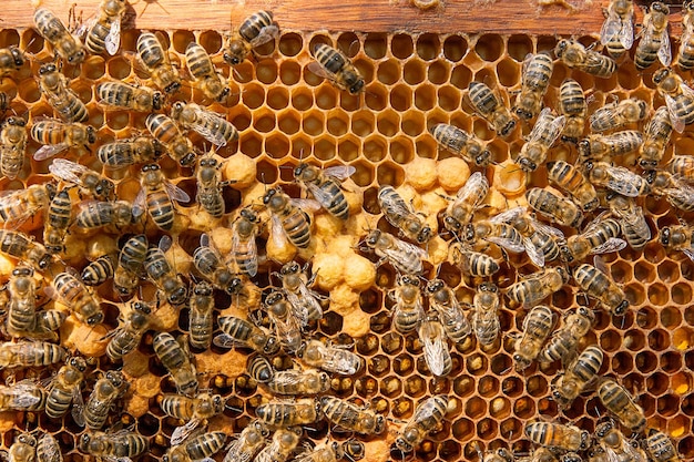 Photo close-up of bees on the wall