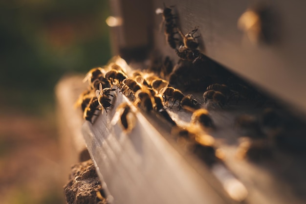 close-up of bees