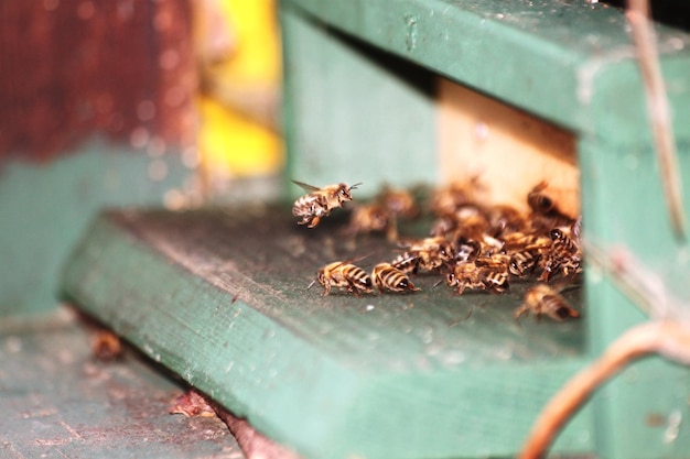 close-up of bees