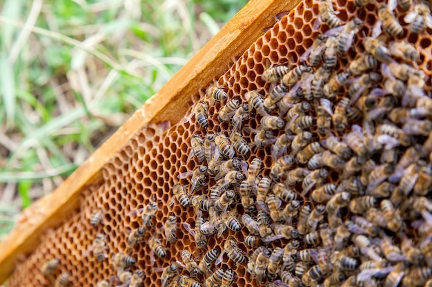 Close-up of bees