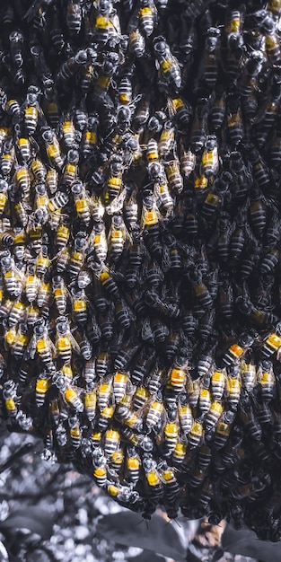 Photo close-up of bees