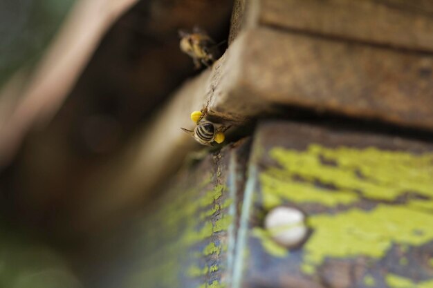 Photo close-up of bees