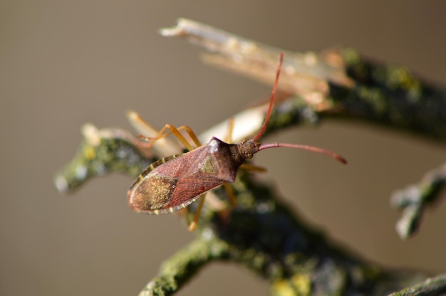 Photo close-up of beetle on branch