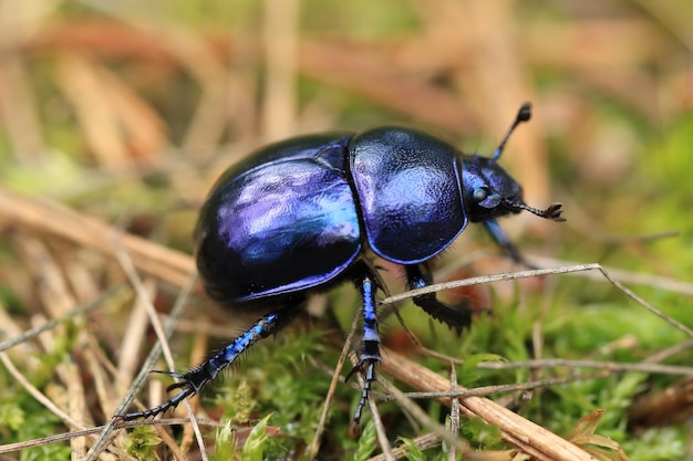 Photo close-up of beetle on dried plant