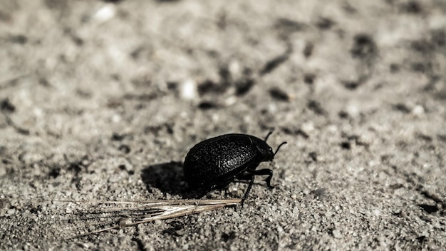 Foto prossimo piano di un coleottero sul campo