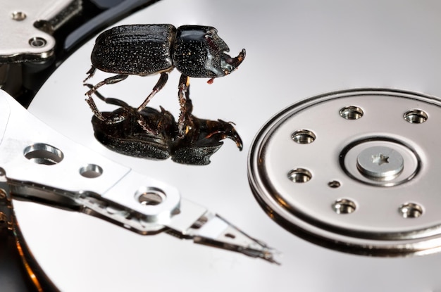 Close-up of beetle on hard drive