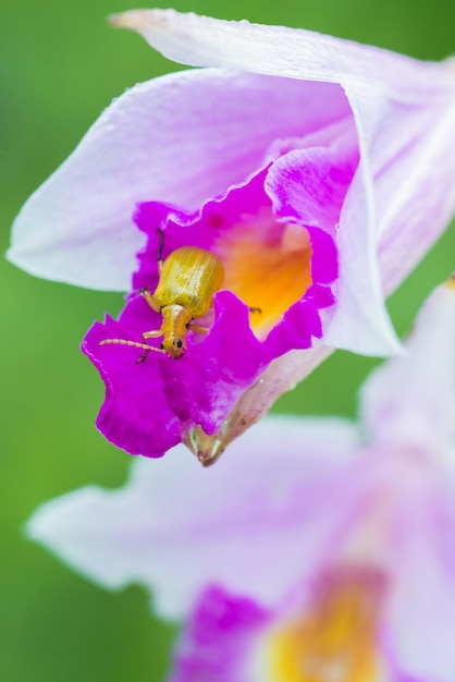 Foto prossimo piano di un coleottero su un'orchidea rosa