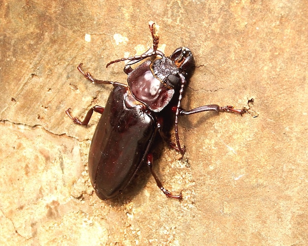 Photo close-up of beetle on wall