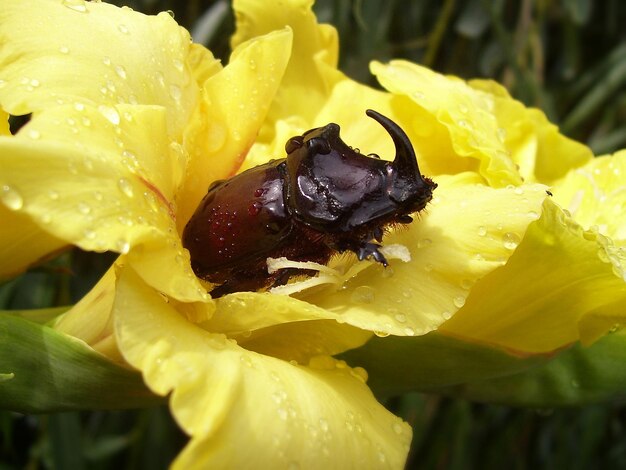 Close-up of beetle in wet yellow flower