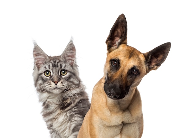  Close up of a Belgian Shepherd Dog and a cat