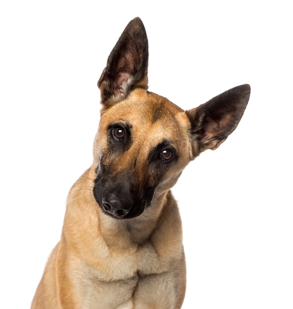 Photo close up of a belgian shepherd dog, isolated on white