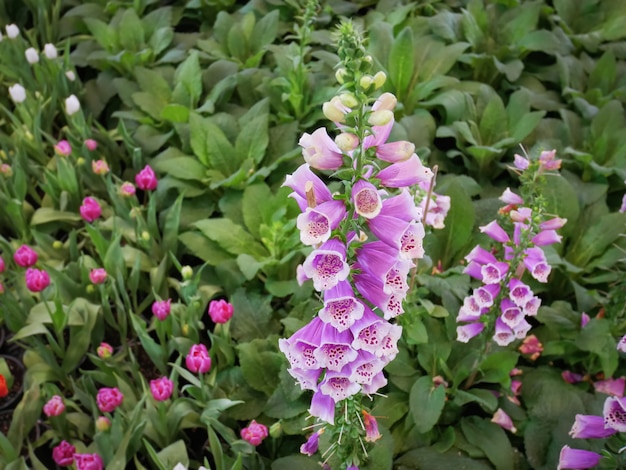 Close-up Bell-Shape paarse bloemen met patroon binnenin