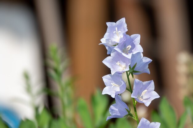 Foto primo piano di campanula con bella luce e profondità di campo profonda in giardino