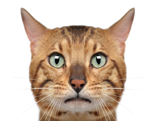 Photo close-up of a bengal cat, isolated on white