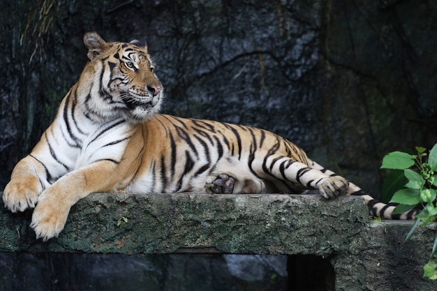 Крупным планом бенгальский тигр - красивое животное и опасно в лесу