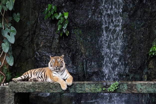 La tigre del bengala da vicino è un animale bellissimo e pericoloso nella foresta