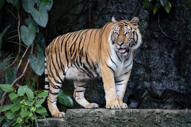 La tigre del bengala da vicino è un animale bellissimo e pericoloso nella foresta