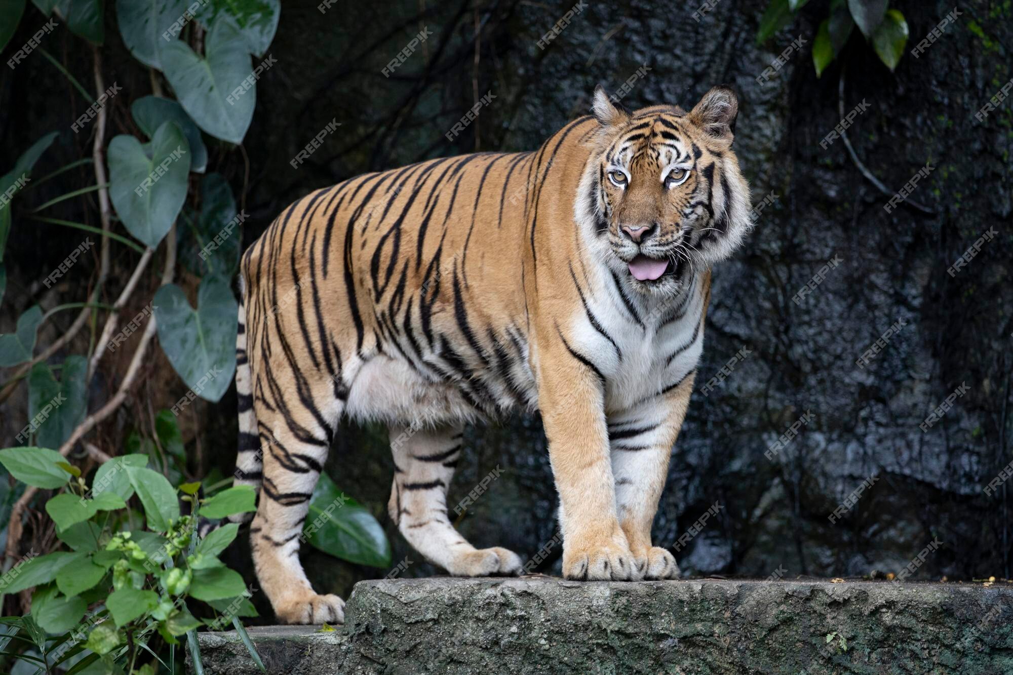 Beautiful bengal tiger stock image. Image of close, asia - 225667113