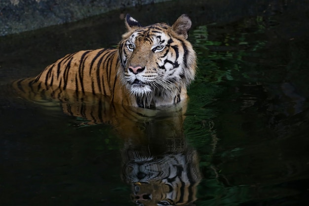 La tigre del bengala da vicino è un animale bellissimo e pericoloso nella foresta