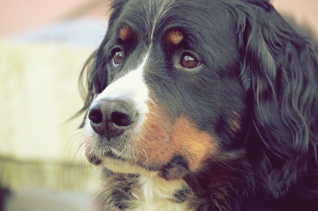 close-up of bernese mountain dog