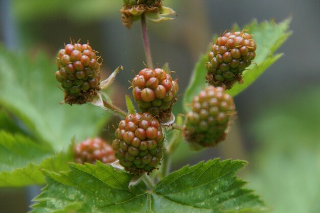 植物 で 育つ ベリー の クローズアップ