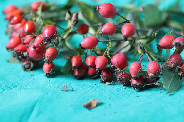 Photo close-up of berries growing on plant