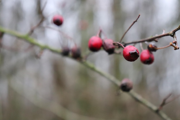 Photo close-up of berries growing on plant