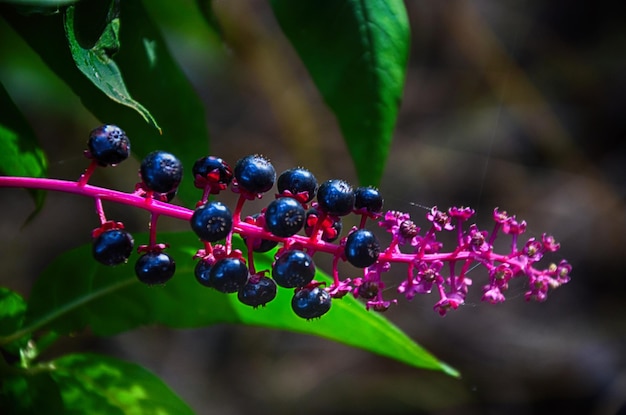 Photo close-up of berries growing on plant