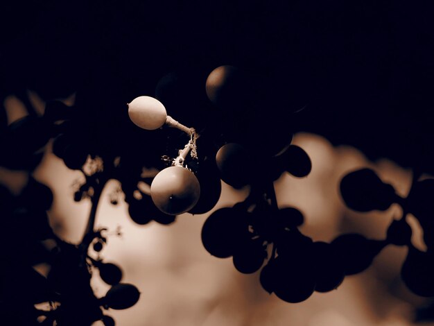 Photo close-up of berries growing on plant