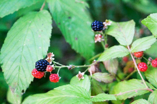 植物で育つベリーのクローズアップ