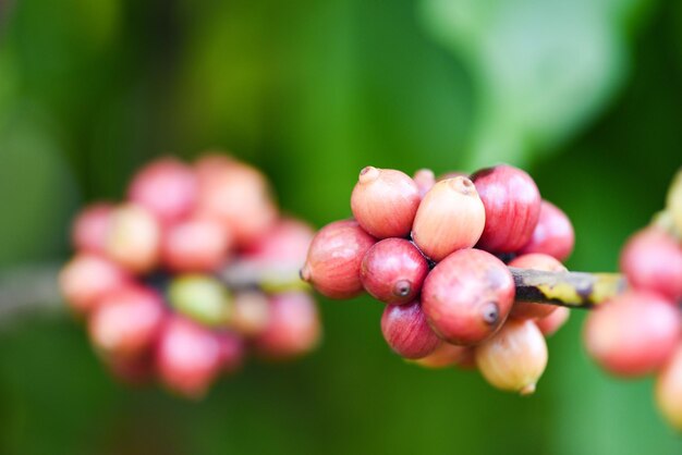 Photo close-up of berries growing on plant