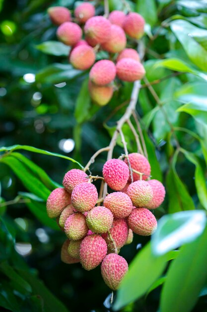 Close-up of berries growing on plant