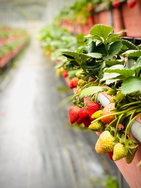 Photo close-up of berries growing on plant