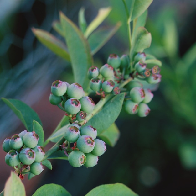 Photo close-up of berries growing on plant