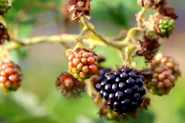 Close-up of berries growing on plant