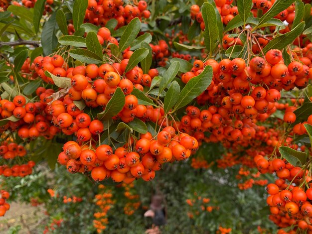 Close-up of berries growing on plant