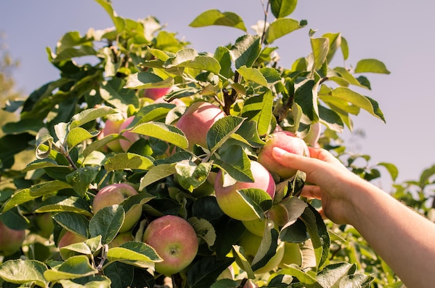 Close-up of berries growing on plant