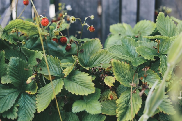 Close-up of berries growing on plant