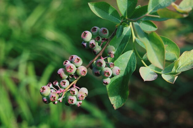 Close-up of berries growing on plant