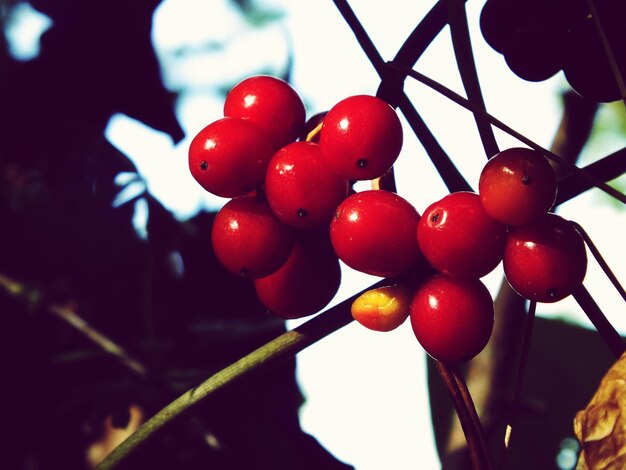 Photo close-up of berries growing on plant